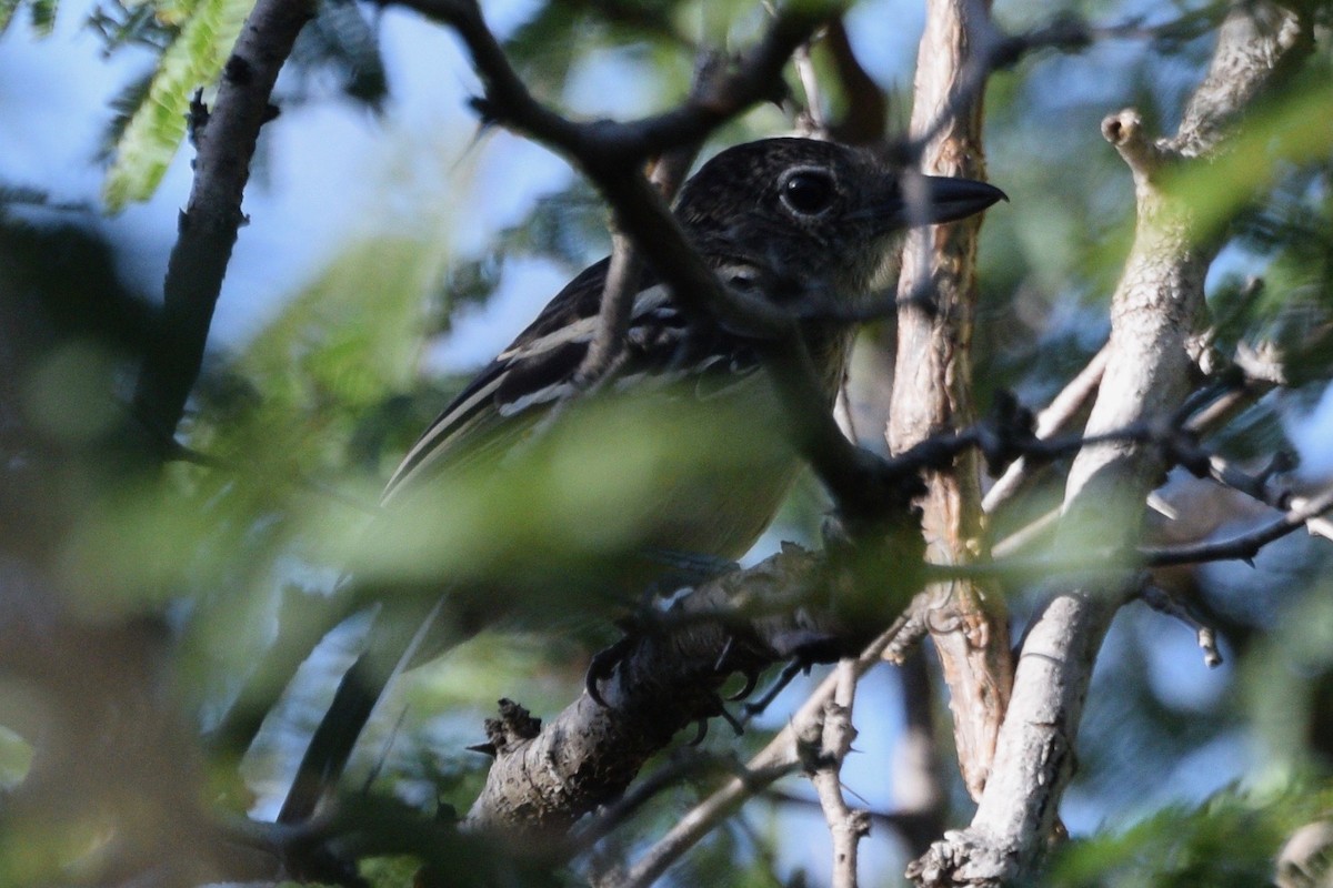 Black-backed Antshrike - ML48201551