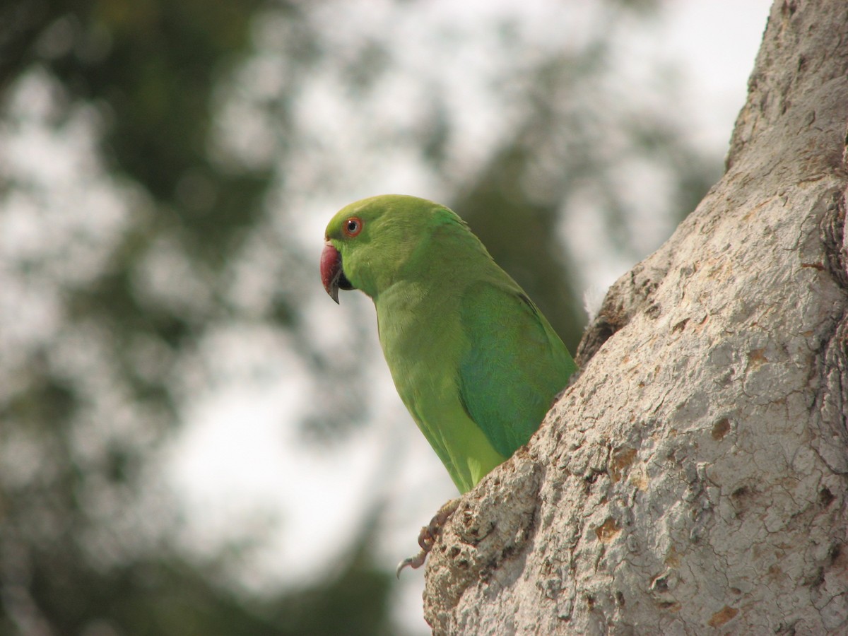 Rose-ringed Parakeet - ML482015521