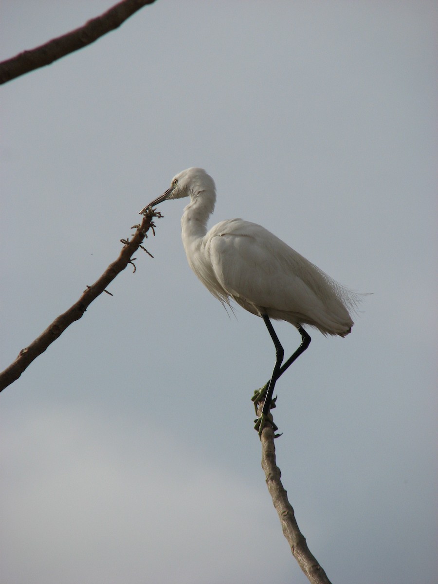 Little Egret - ML482015571