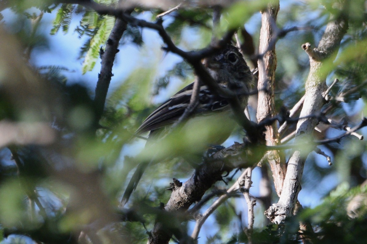 Black-backed Antshrike - ML48201561