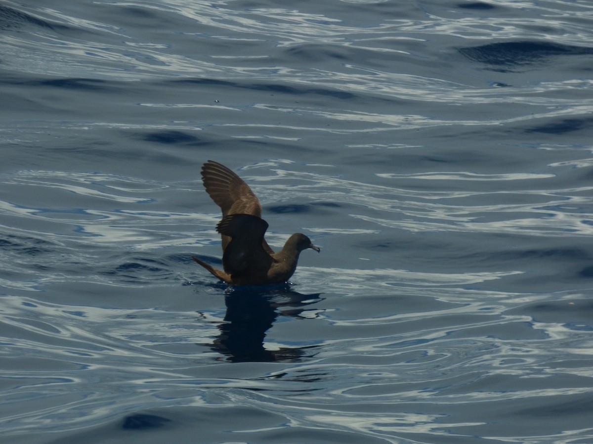 Wedge-tailed Shearwater - ML482016061