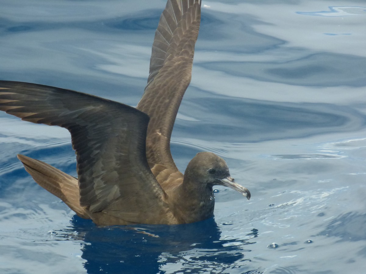 Wedge-tailed Shearwater - ML482016071