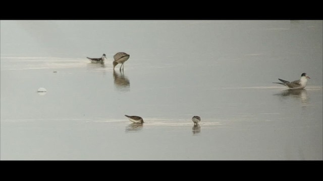 Bar-tailed Godwit - ML482016481