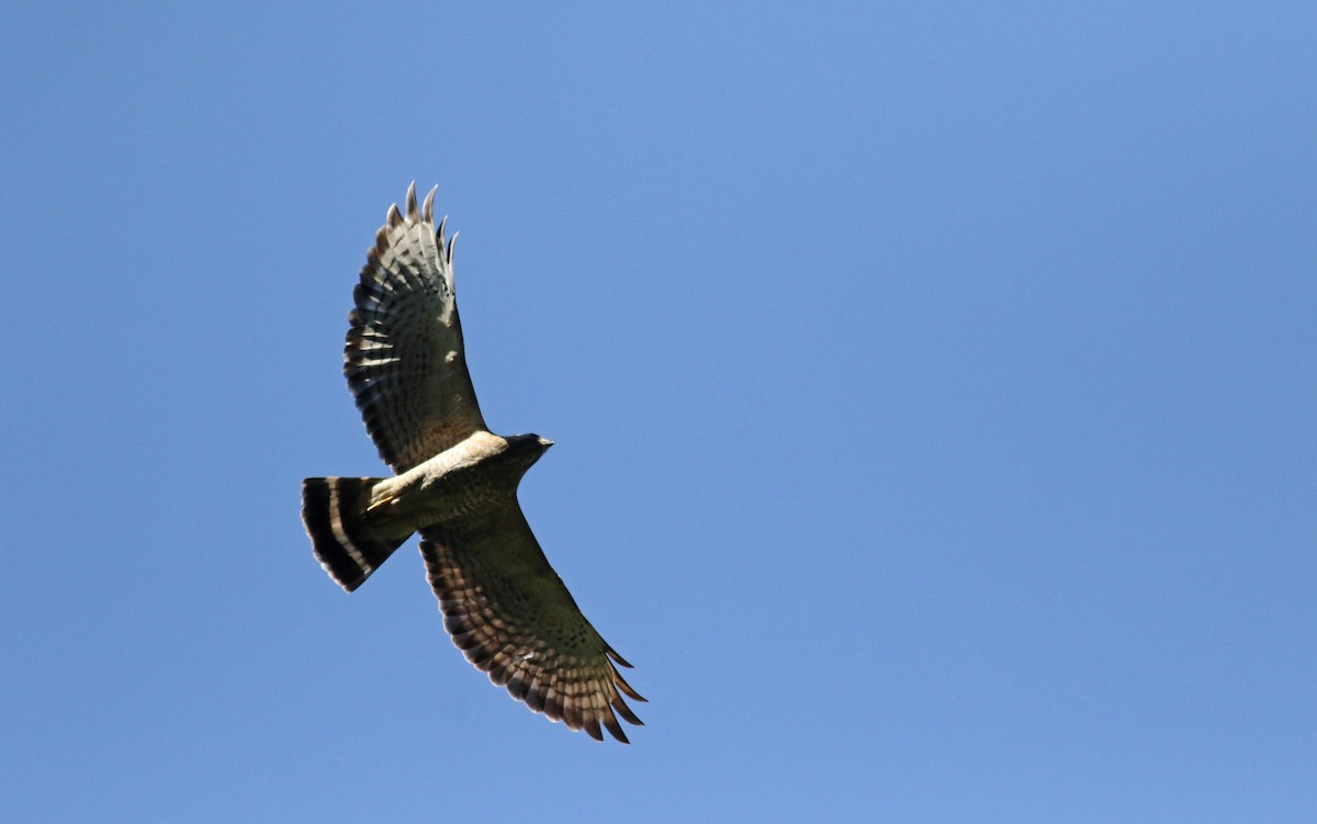 Geniş Kanatlı Şahin (platypterus) - ML48201651