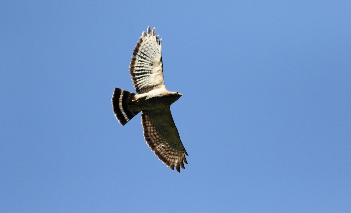 Geniş Kanatlı Şahin (platypterus) - ML48201671