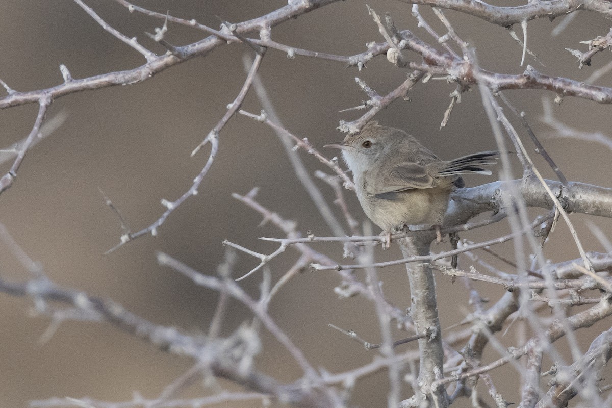 Rufous-fronted Prinia - Miguel Rouco