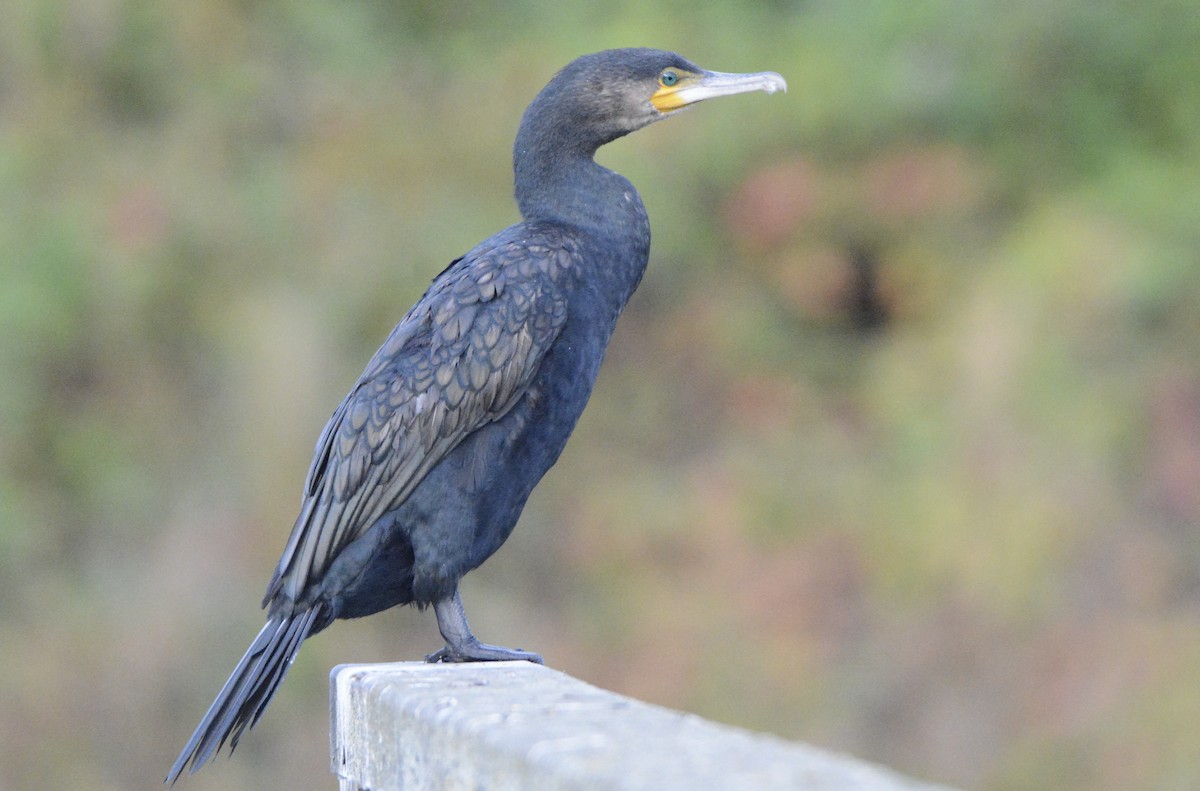 Cormorán Grande - ML482016871