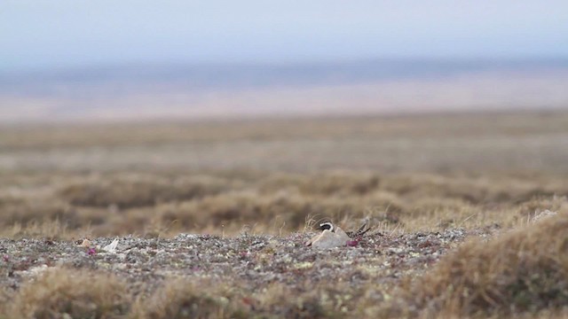 American Golden-Plover - ML482018