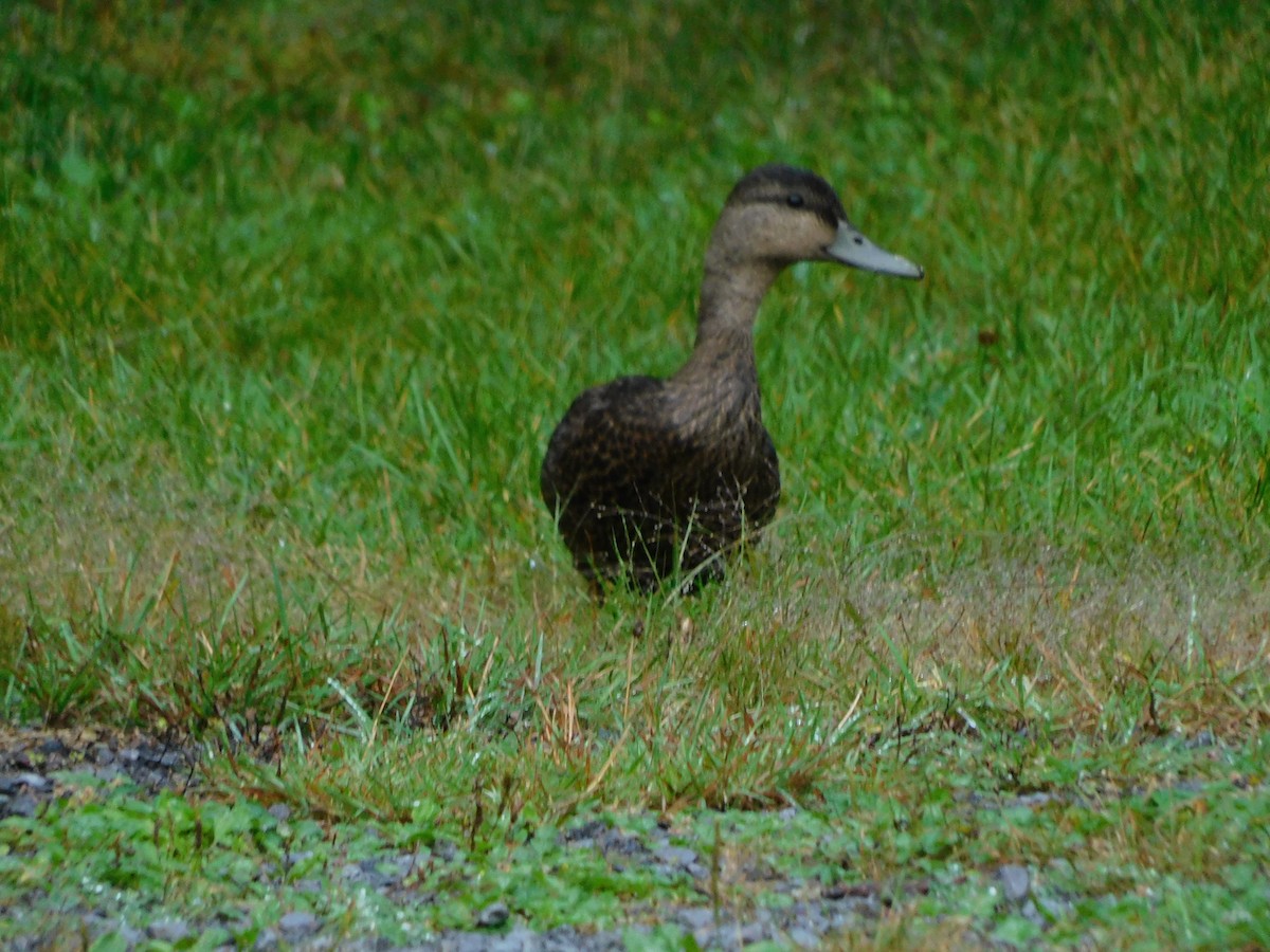 American Black Duck - DJ Thibado