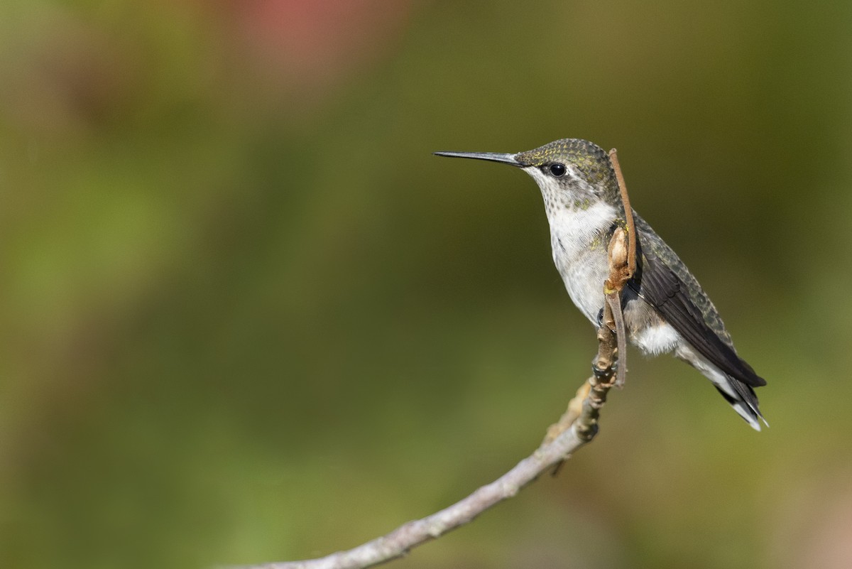 Ruby-throated Hummingbird - Michael Stubblefield