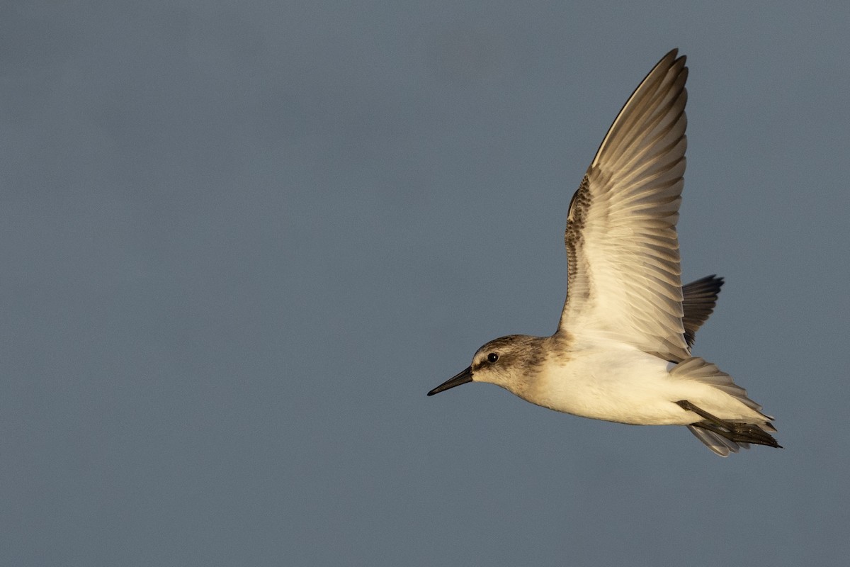 sandsnipe - ML482019081