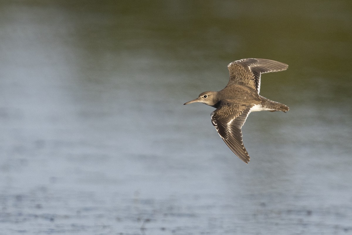Spotted Sandpiper - Michael Stubblefield