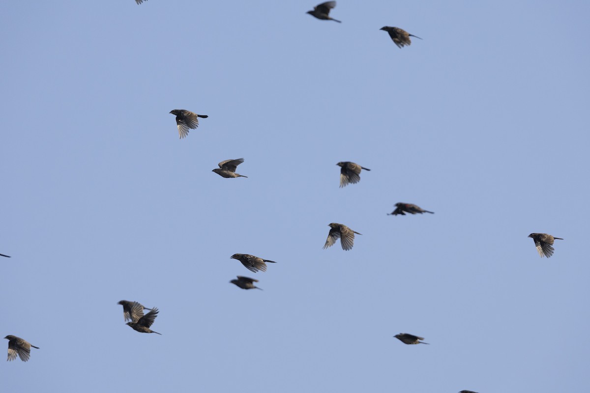 Red-winged Blackbird (Red-winged) - Michael Stubblefield