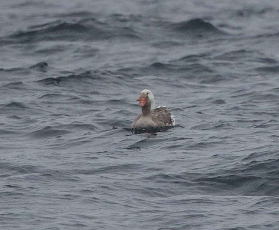 Graylag Goose (Domestic type) - ML482020021