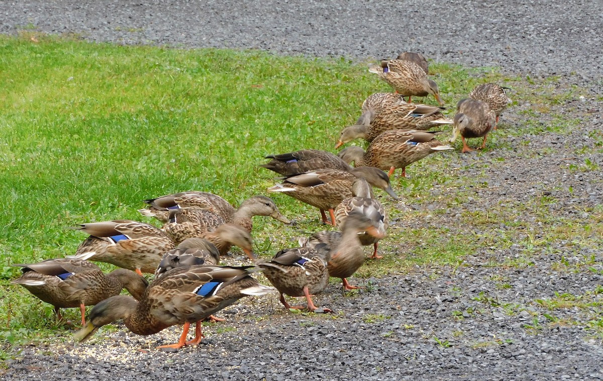 Canard colvert - ML482020121