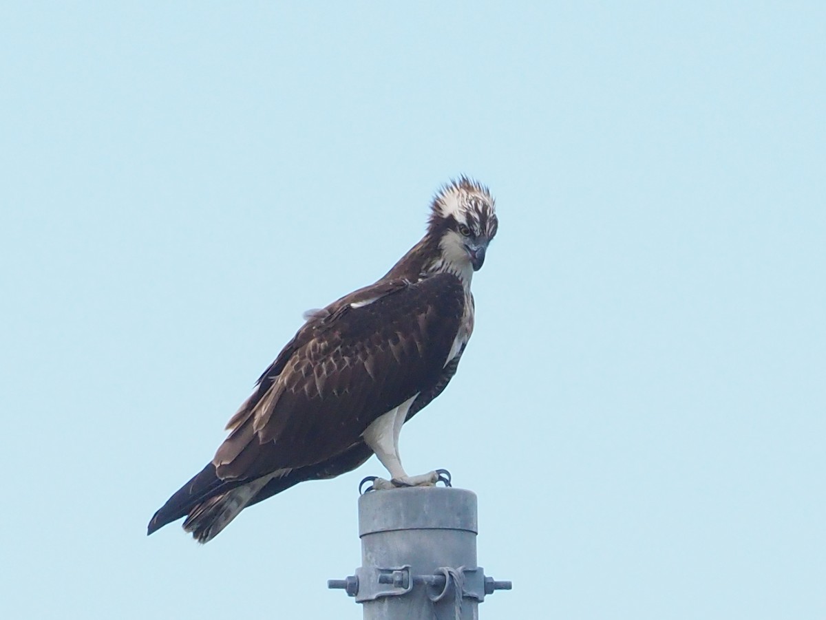 Osprey - ML482020391