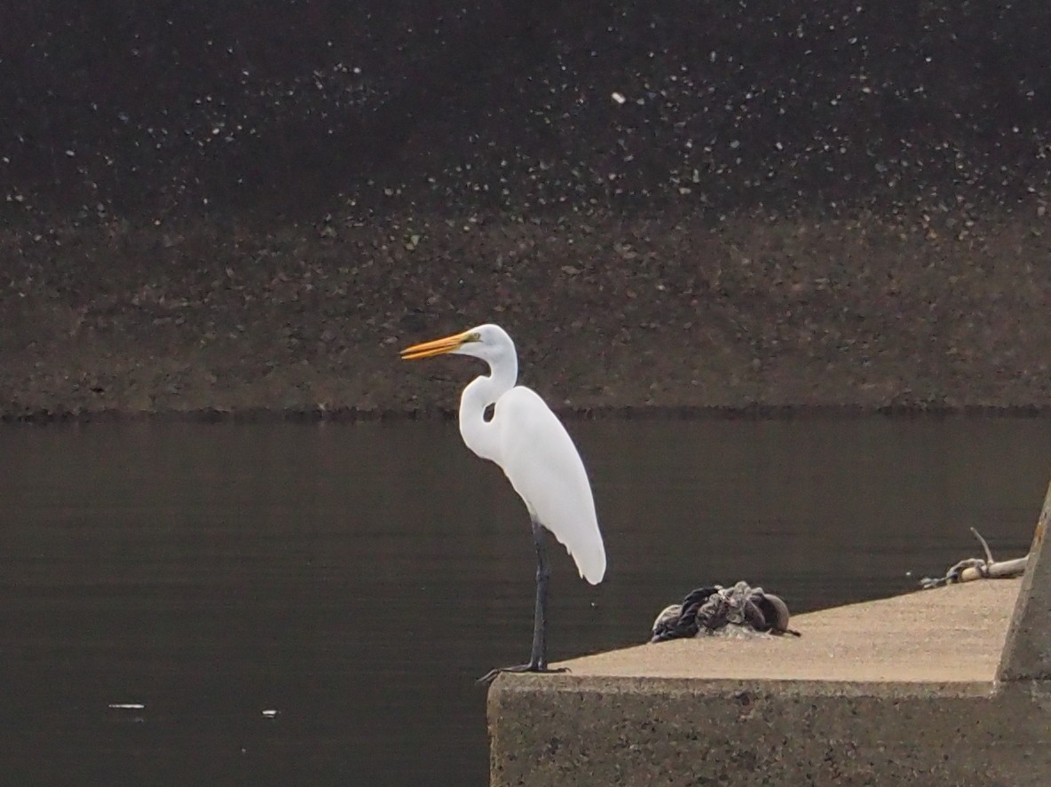 Great Egret - ML482020421