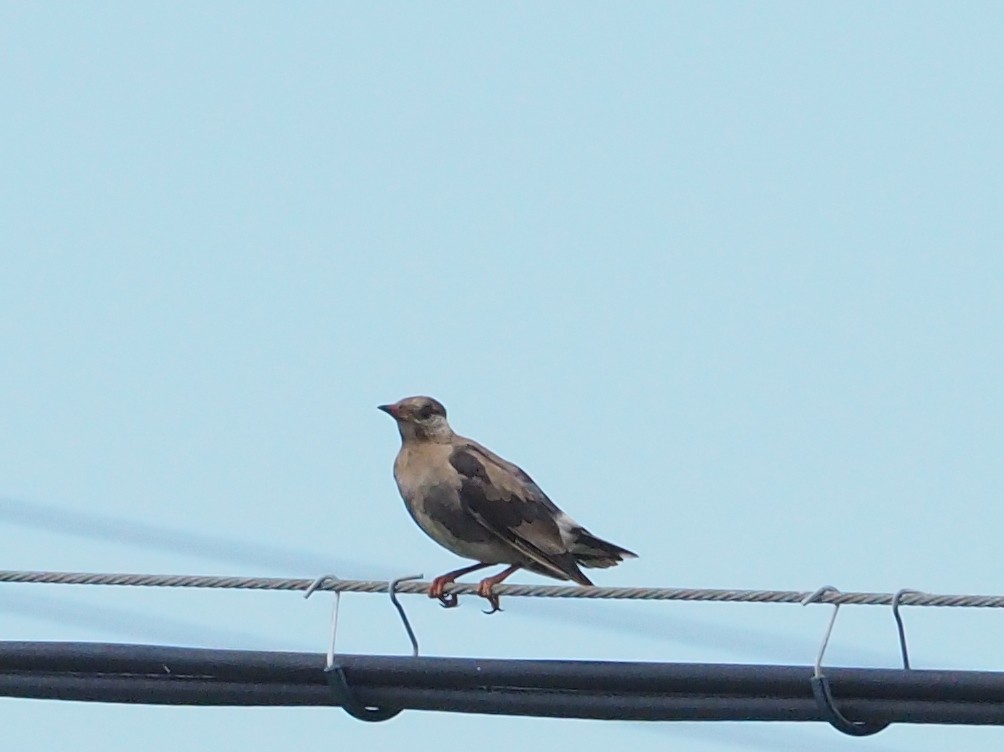 White-cheeked Starling - ML482020441