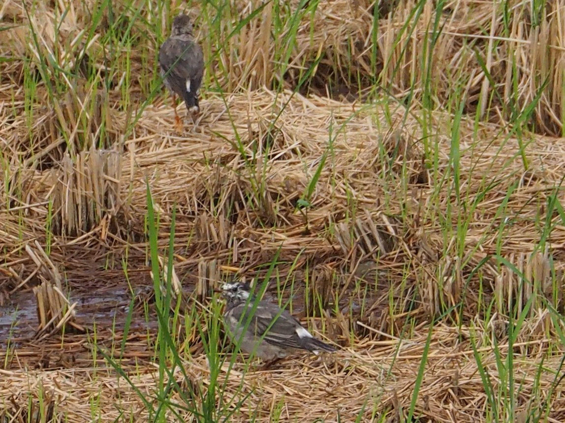 White-cheeked Starling - ML482020451