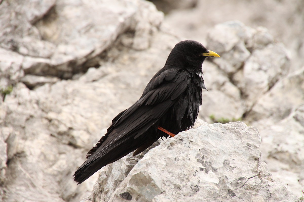 Yellow-billed Chough - ML482021381