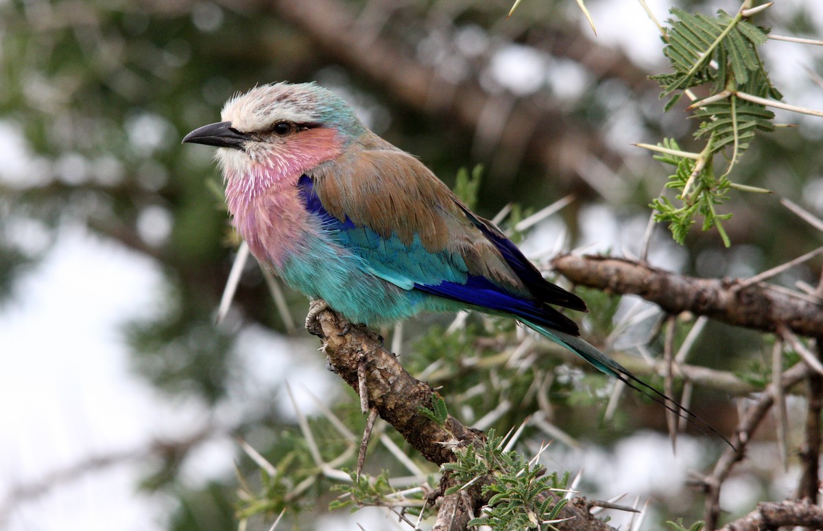 Lilac-breasted Roller - ML482021481