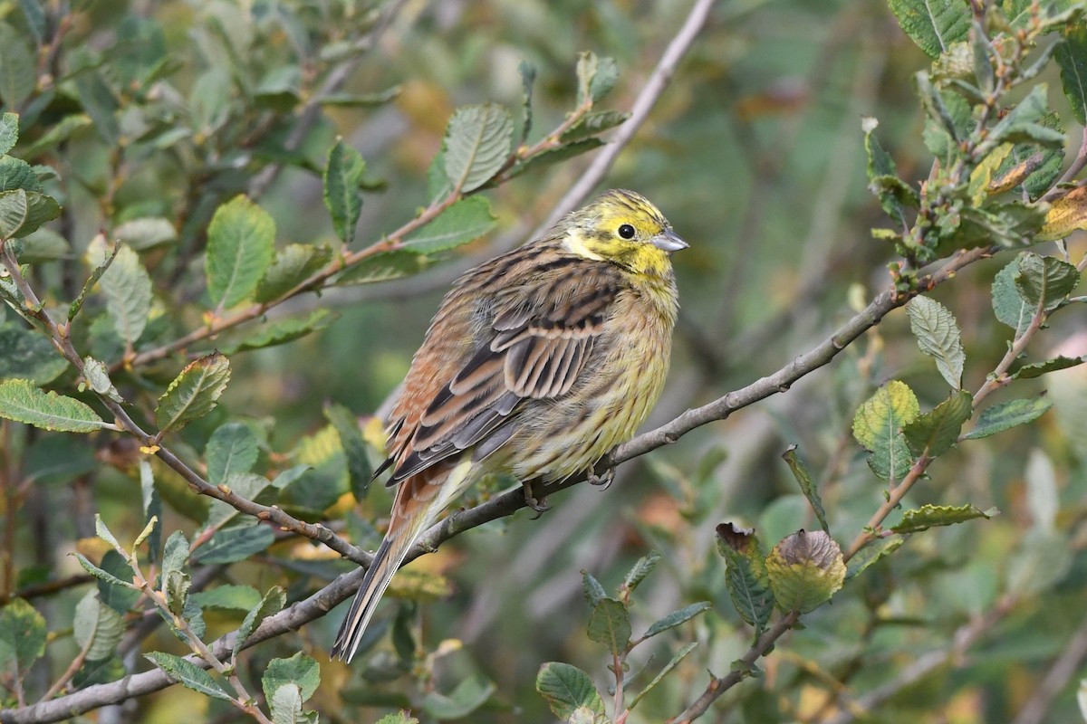 Yellowhammer - Remco Bredewold