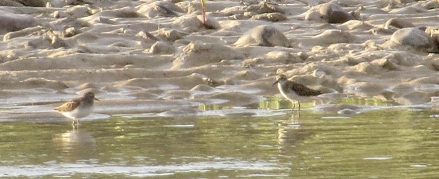 Baird's Sandpiper - ML482024131