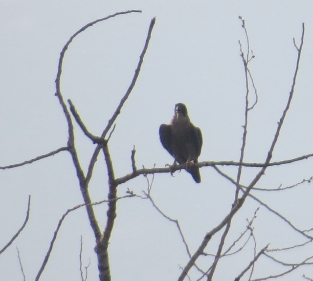 Peregrine Falcon - ML482024161