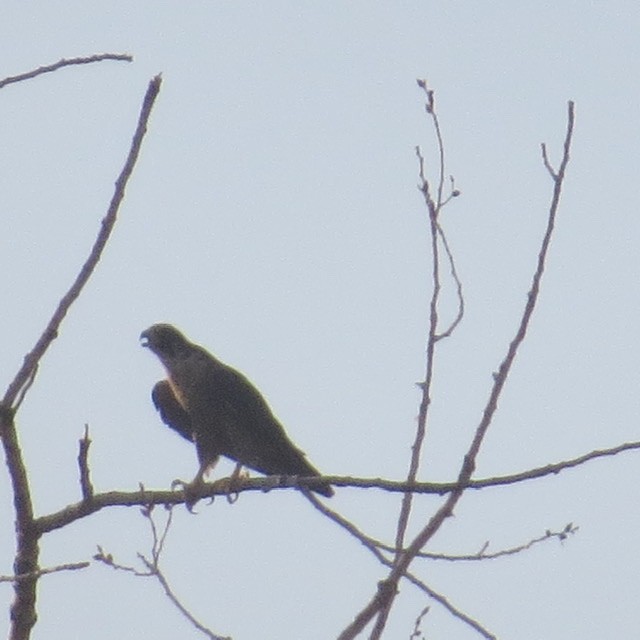 Peregrine Falcon - ML482024171