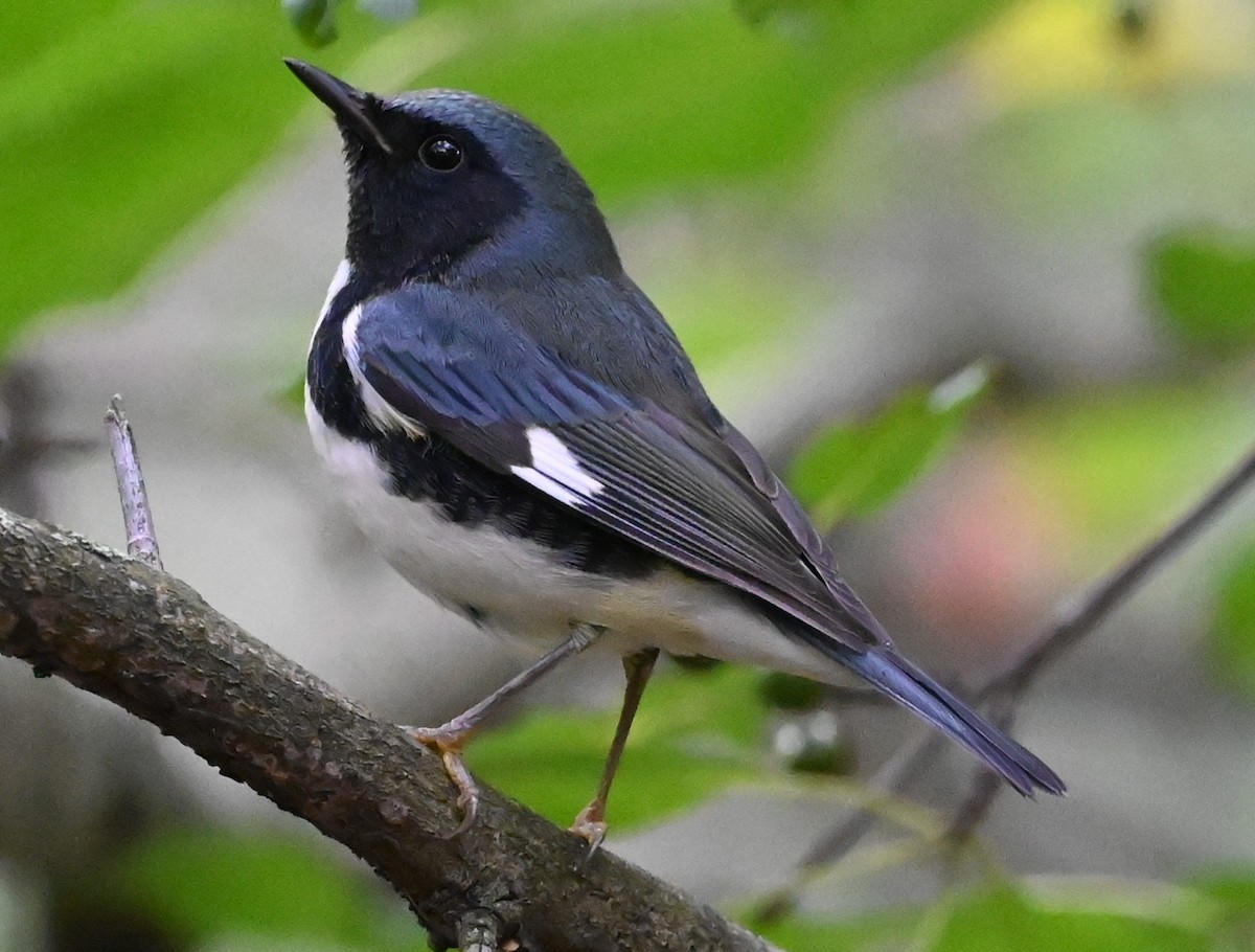 Black-throated Blue Warbler - ML482025491