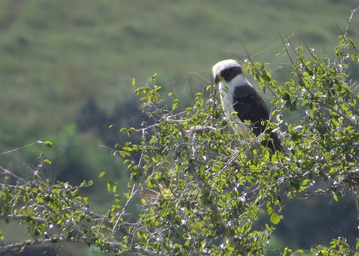 Laughing Falcon - ML48202611