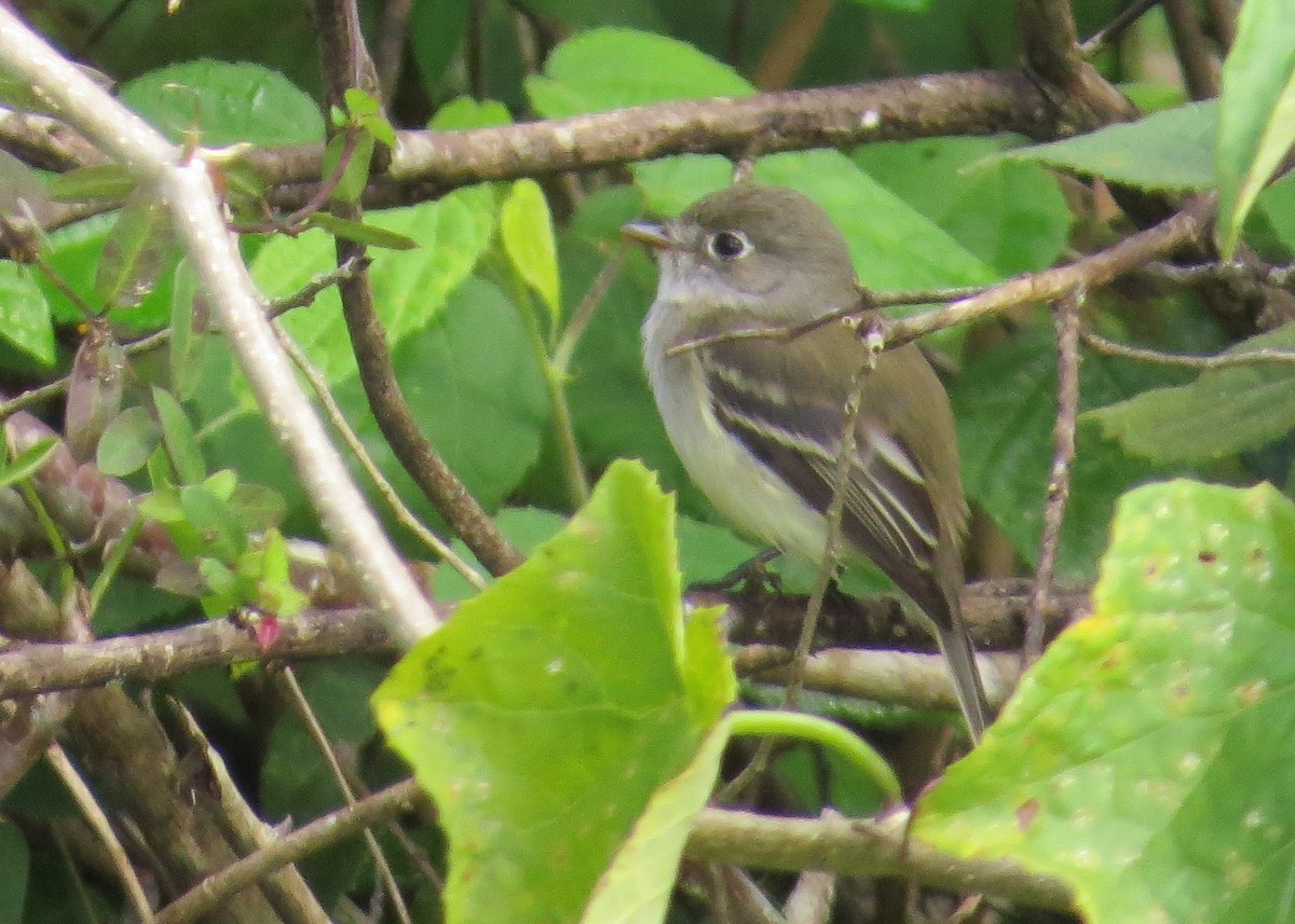 Least Flycatcher - Ian Gardner