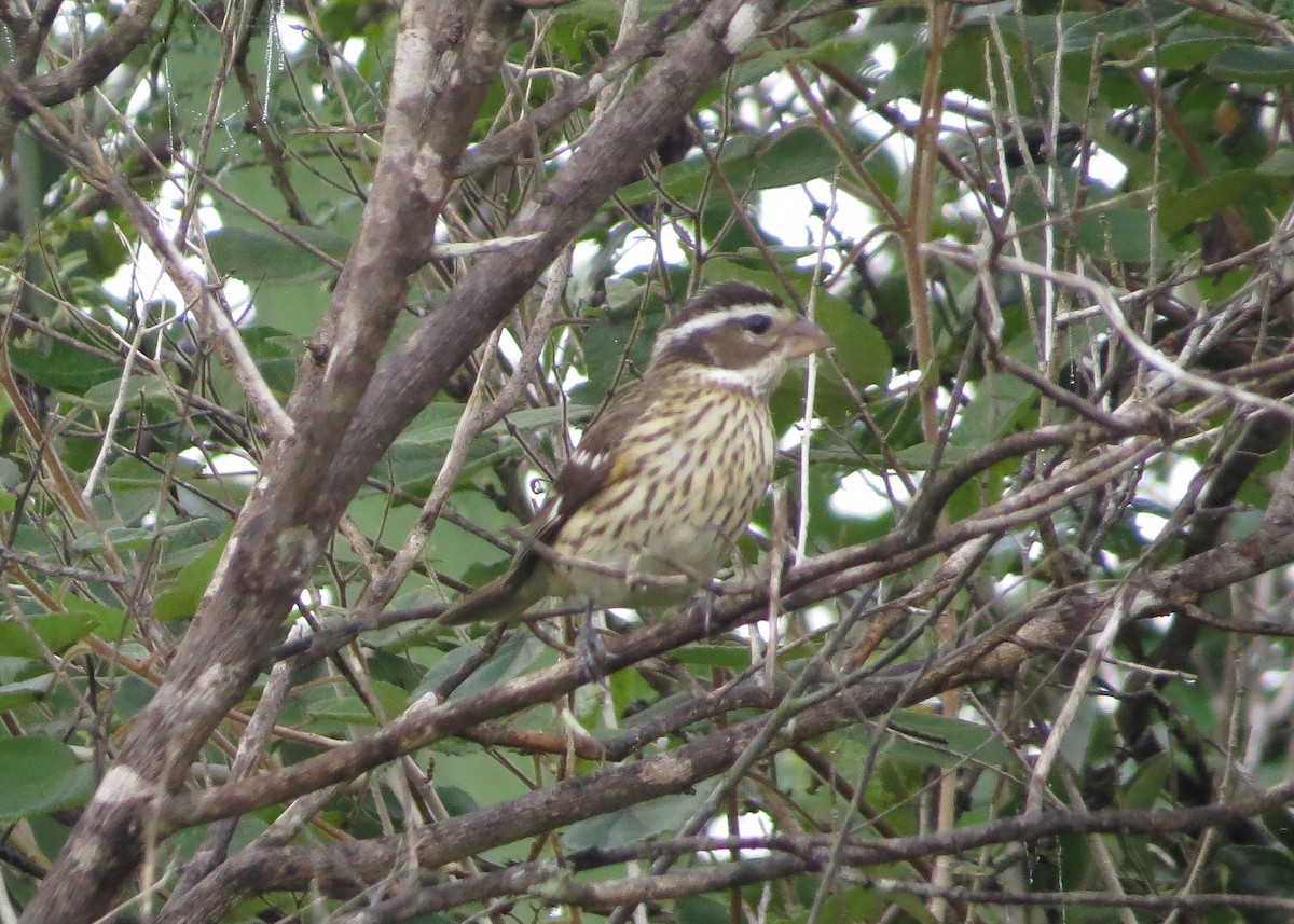 Rose-breasted Grosbeak - ML48202691