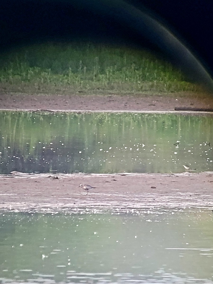 Black-bellied Plover - ML482027111