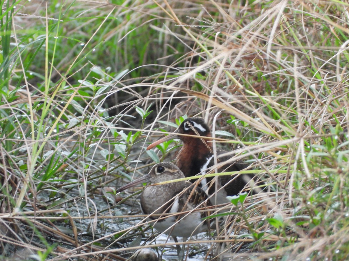 Greater Painted-Snipe - ML482027371