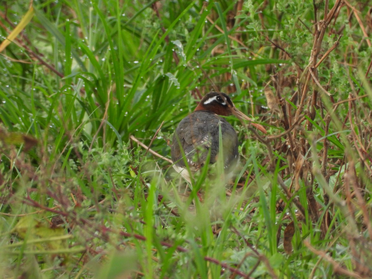 Greater Painted-Snipe - ML482027381