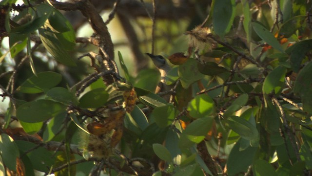 Little Friarbird - ML482028