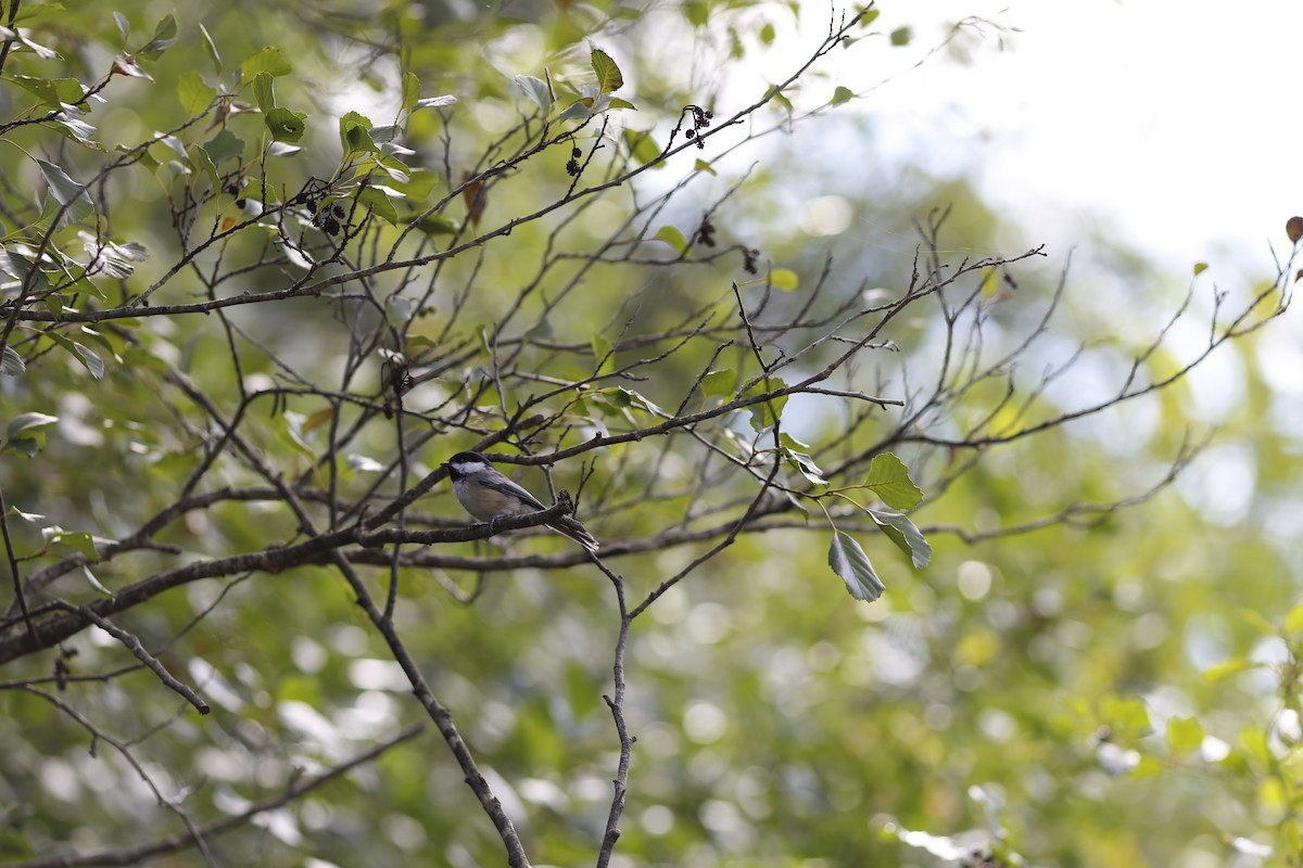 Black-capped Chickadee - ML482029771