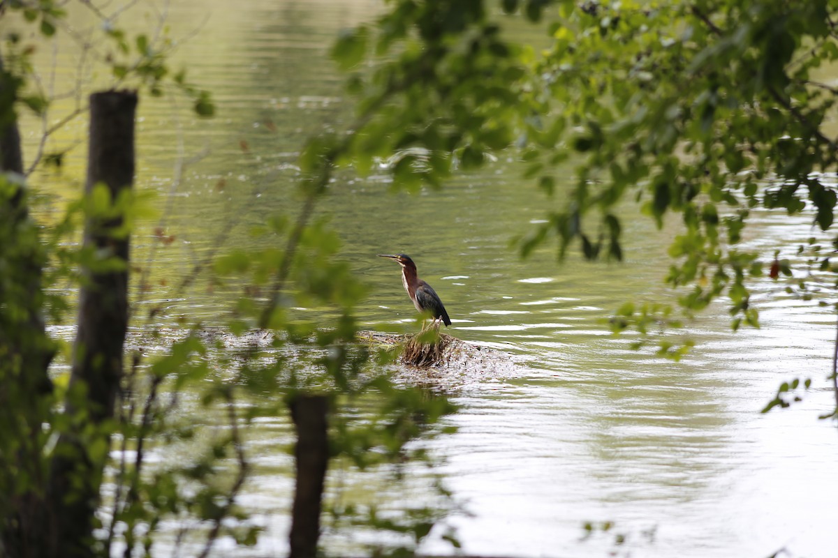 Green Heron - ML482029811