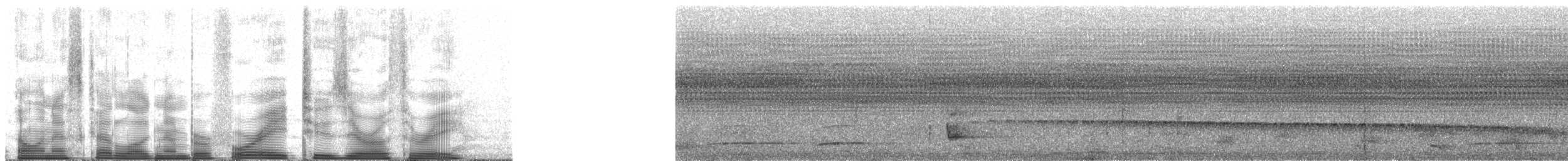 Schwarzschopf-Todityrann - ML48203