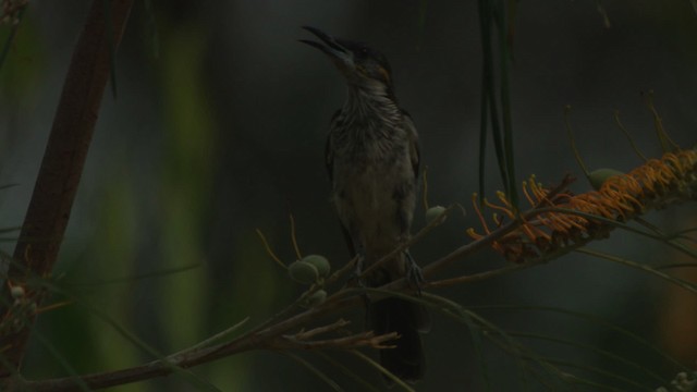 Yellow-spotted Honeyeater - ML482030