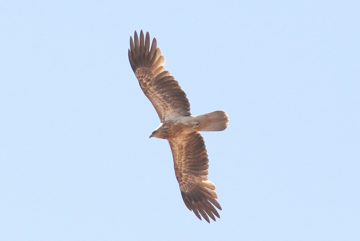 Whistling Kite - Steve Kelling