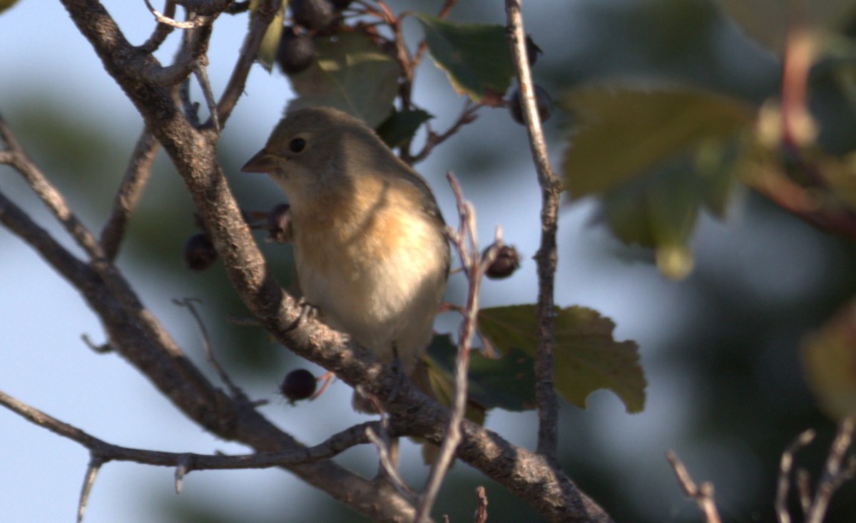 Lazuli Bunting - ML482031691