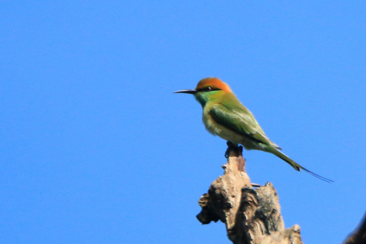 Asian Green Bee-eater - ML482031751
