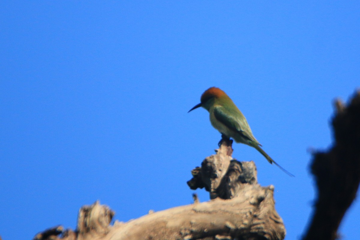 Asian Green Bee-eater - ML482031761