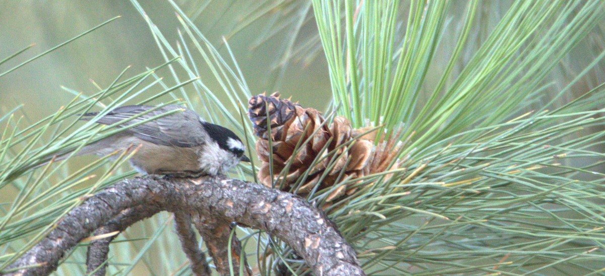 Mountain Chickadee - ML482031771