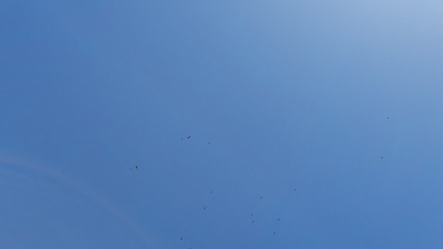 Southern Screamer - ML482032031