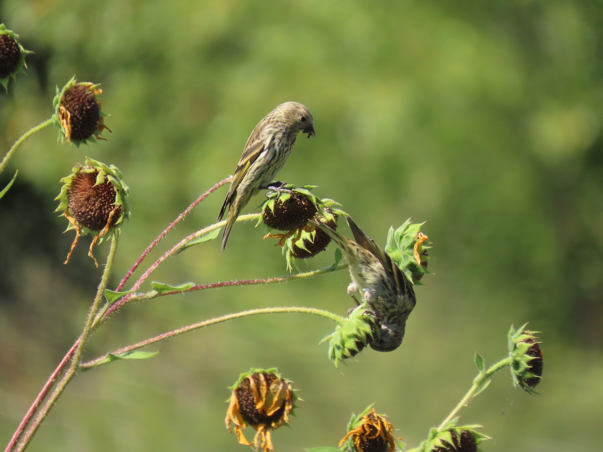 Pine Siskin - ML482032891