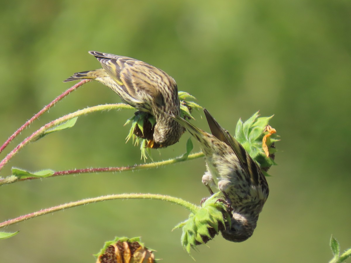 Pine Siskin - ML482032941