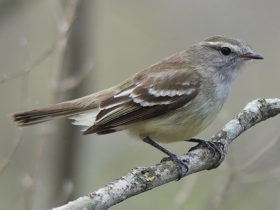 Mouse-colored Tyrannulet - eBird